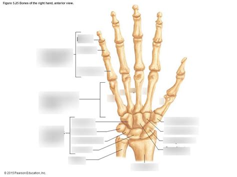 Hand Diagram Diagram Quizlet