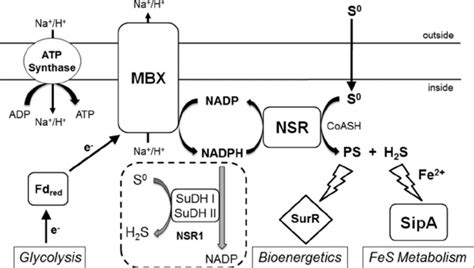 Proposed Physiological Roles Of S Reduction In P Furiosus