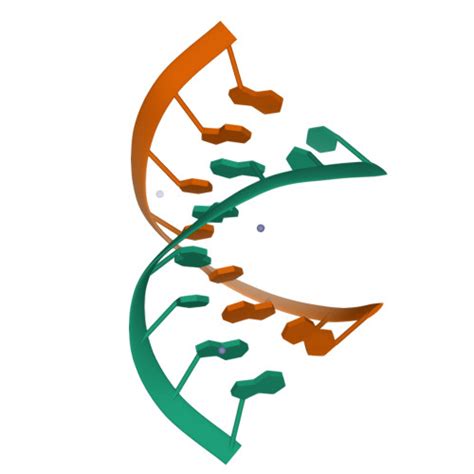 Rcsb Pdb Zx Racemic Compound Of Rna Duplexes