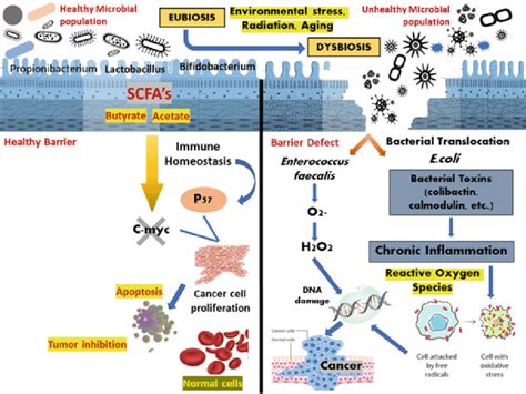 Mechanism Of Gut Microbiota In Development And Inhibition Of