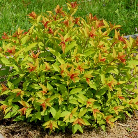 Learn More About Spirea Goldflame Spiraea X Bumalda Right Here