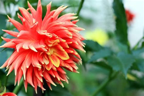 Premium Photo | Dahlia flower in the garden