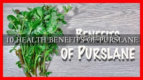 Health Benefits Of Purslane Wadaef