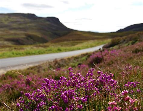 Royalty Free Scottish Heather Pictures, Images and Stock Photos - iStock