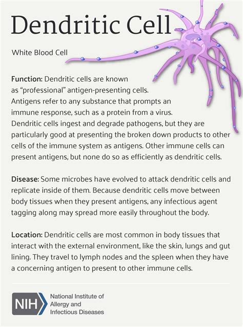 Dendritic Cell Medical Laboratory Science Biology Lessons Medical