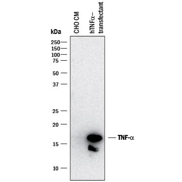 Human Mouse Tnf Alpha Antibody Af Na By R D Systems Part Of Bio