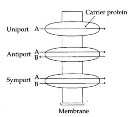 Define uniport symport and antiport. Do they require energy?