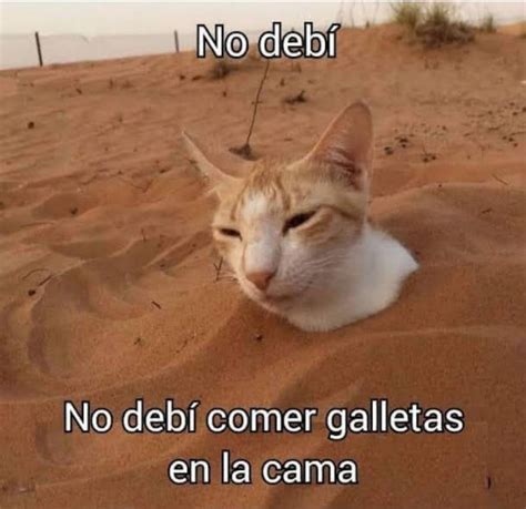 Meme De Gatos Meme Subido Por Hok Memedroid