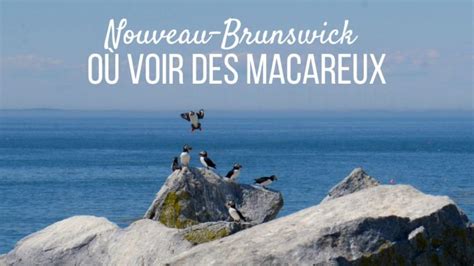 Nouveau Brunswick Les Macareux De Machias Seal Island