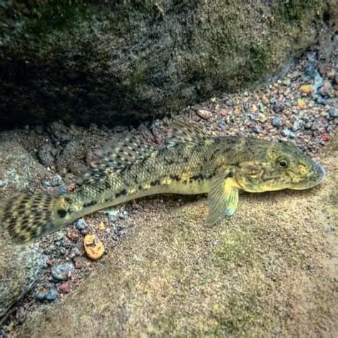 Freshwater Fish Species in Hawaii (ID + Pics) - Pond Informer