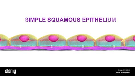 Simple Squamous Epithelium Diagram