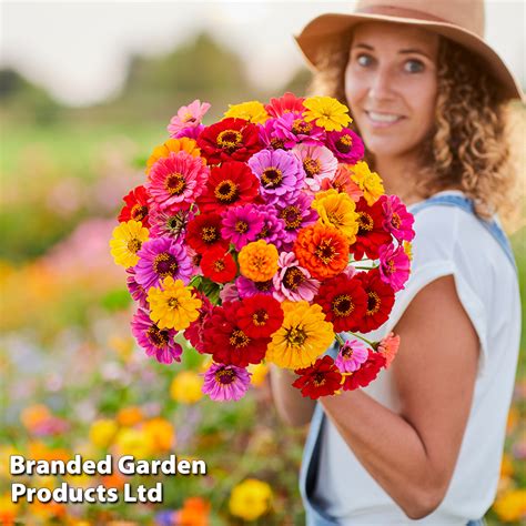 Zinnia Dahlia Flowered Mixed Seeds Thompson Morgan