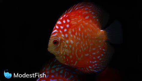 Discus Fish Types: Which One Will You Pick? (With Pictures)