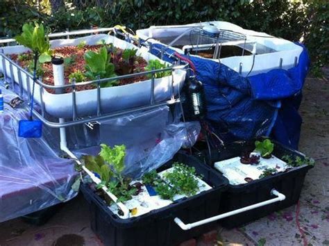 Aquaponic Garden Fed By A Prawn Tank Eat The Prawns And The Lettuce In