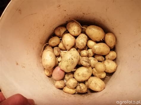 M Ode Ziemniaki Ziemniaki Agrofoto Pl Forum Rolnicze I Galeria Rolnicza