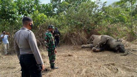 Gajah Sumatera Ditemukan Mati Di Kebun Sawit Di Aceh Diduga Keracunan