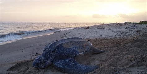 Climate Change Sea Levels And Leatherback Turtles Faunalytics