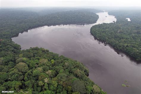 Tropical deforestation increases even as a few hotspots see respite ...