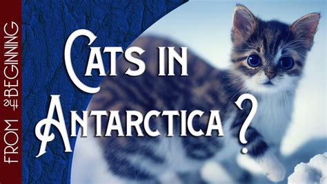 The Story Of The First Cat In Antarctica Youtube