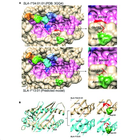 Structural Alignments Of The PBG Of SLA 1 04 01 01 And SLA 1