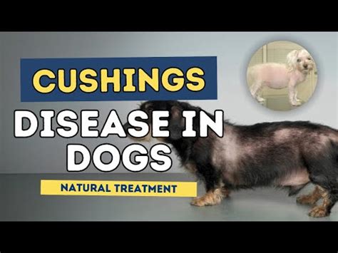 Dogs with Cushing's Disease: Natural Remedies [Upd. 2 days ago]