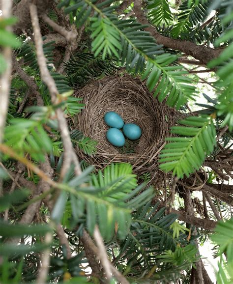 Robin Eggs : r/pics