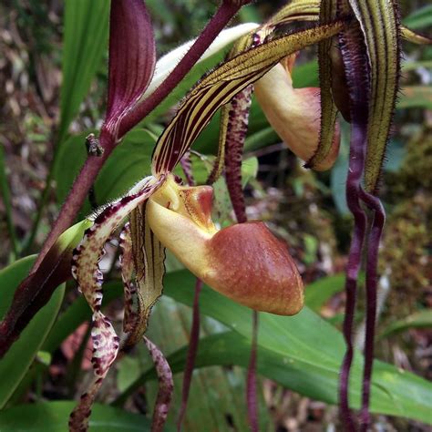 Paphiopedilum Sanderianum In Habitat Tropical Ladyslipper Orchid