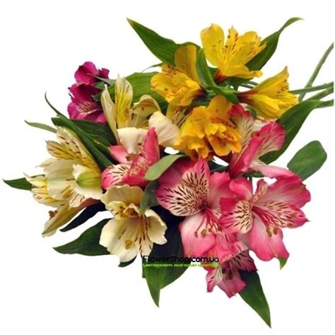 Букет из 5 альстромерий разных цветов (микс)