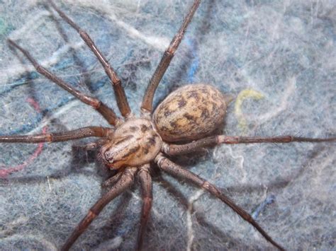 Giant House Spider Tegenaria gigantea - BRITISH NATURE GUIDE