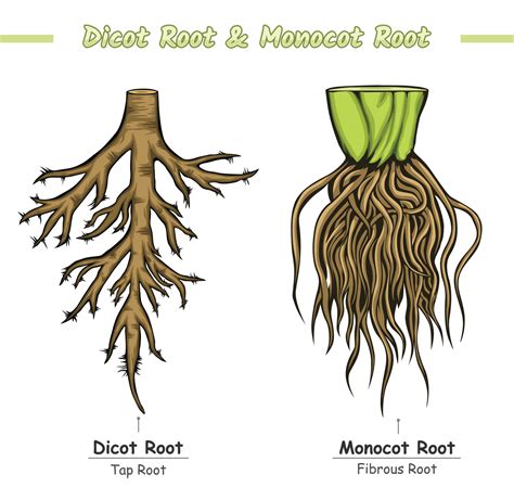 Difference Between Monocot Root And Dicot Root Vector Art At