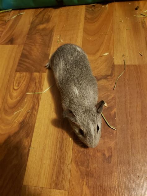 Silver Agouti Guinea Pig Babies