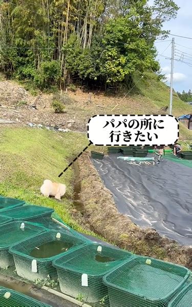 ねとらぼ生物部 On Twitter 【動画】ああ～っ！ 自分のどんくささを分かってないワンコ、「パパ今行くね～！」→ズボーッ 爆笑の