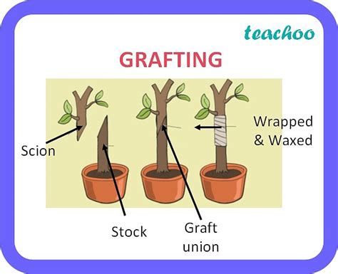 Class 10 Vegetative Propagation Definition Examples Types