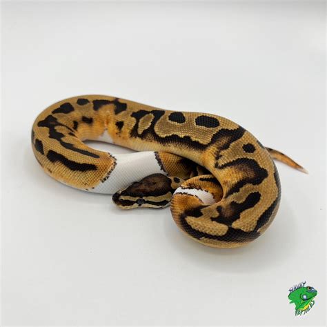 Baby Piebald Ball Python