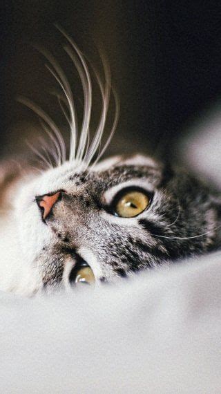 wallpaper naruto artwork cute animals funny animals beautiful cats