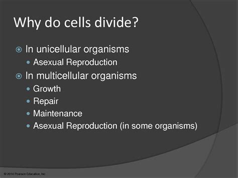 Solution Chapter 12 The Cell Cycle Studypool