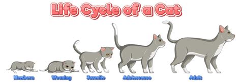 Cat Life Cycle Vector Images (94)