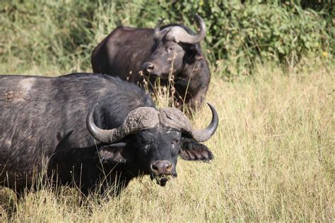 AFRICAN SAFARI ADVENTURE Im KINOPOLIS Darmstadt