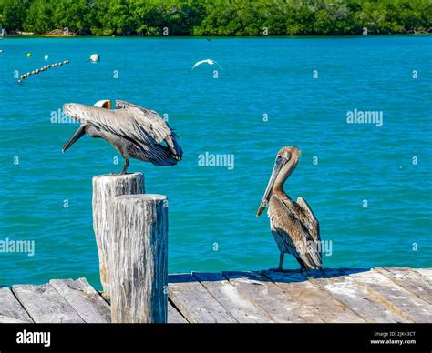 Pelicans Pelican And Seagulls Bird Birds On Port Of The Isla Contoy