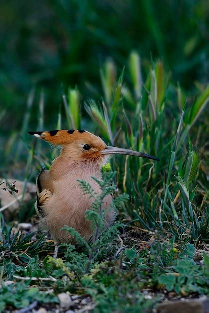 Upupa Epops La Abubilla Es Una Especie De Ave Bucerotiforme De La