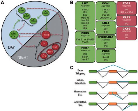 Arabidopsis Thaliana Core Clock Genes Undergo Extensive AS Implicating