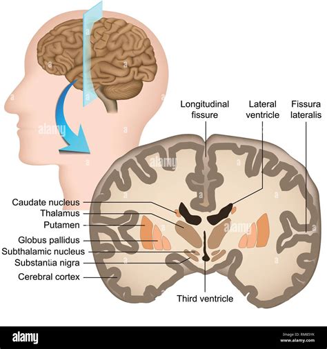 Coronal Brain Anatomy