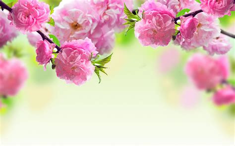 pink spring wallpaper 7