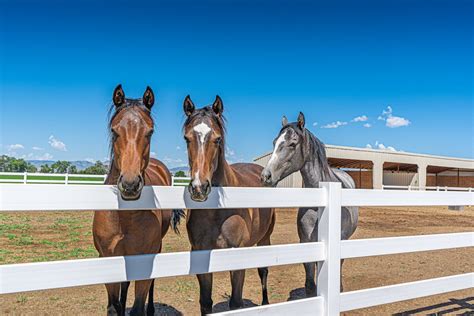 Horses in a Ranch Under Blue Sky · Free Stock Photo