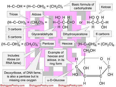 Monosaccharide - Biology As Poetry