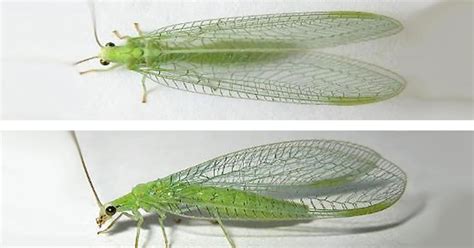 Green Lacewings Beneficial Predators For Both Small And Large Scale