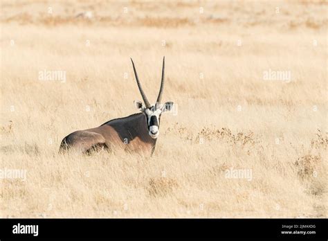 South African Oryx Or Gemsbok Antelope Oryx Gazella Single Adult