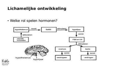 1 Lichamelijke En Seksuele Ontwikkeling