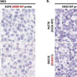 Representative images of point mutation detection. (A) The assay was ...