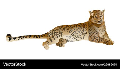 Leopard Lying Royalty Free Vector Image Vectorstock